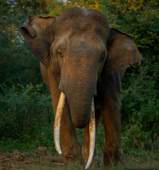 An elephant with tusks walking through a grassy area with trees in the background. 2
