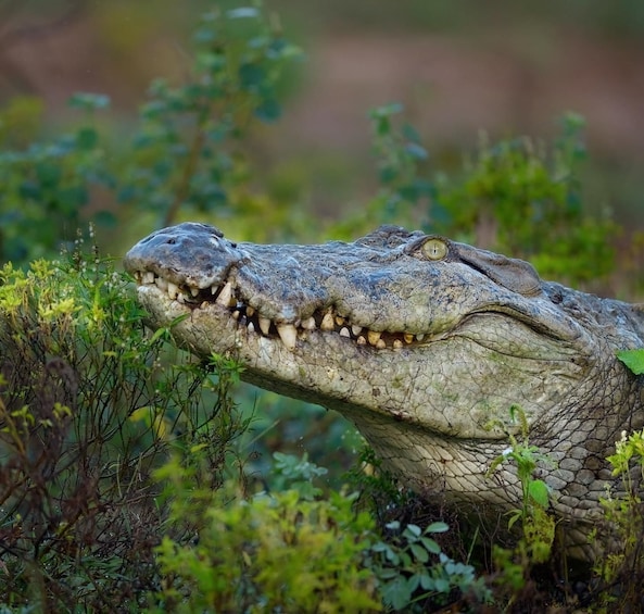 A crocodile in a natural habitat with dense vegetation. 1