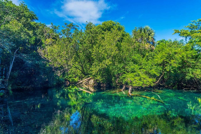 A clear river surrounded by dense green foliage and a palm tree. 3