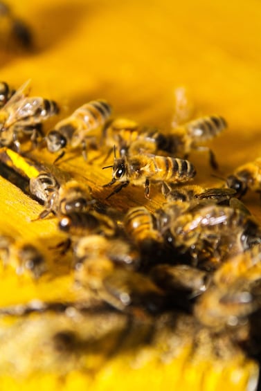 A group of bees on a yellow surface. 2