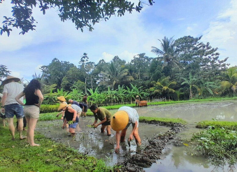 Picture 1 for Activity Bali: Legung Luwih Tabanan Village Activities 2