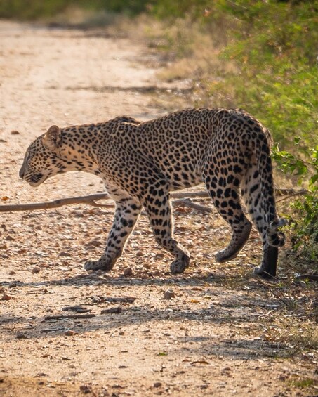 A leopard walking on a dirt path. 2
