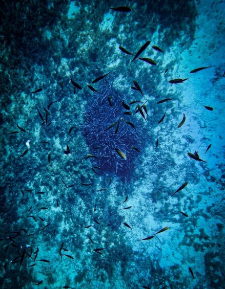 A school of fish swimming around a coral reef. 4