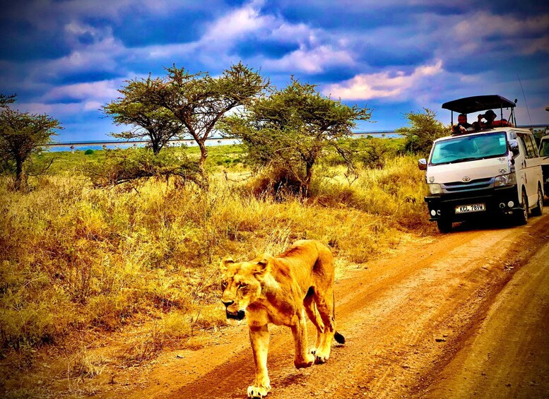 A lion walking on a dirt road with a vehicle in the background. 4