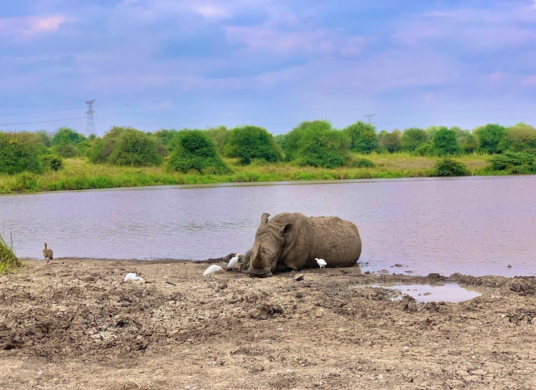 A large elephant partially submerged in a river, surrounded by mud and water. 3