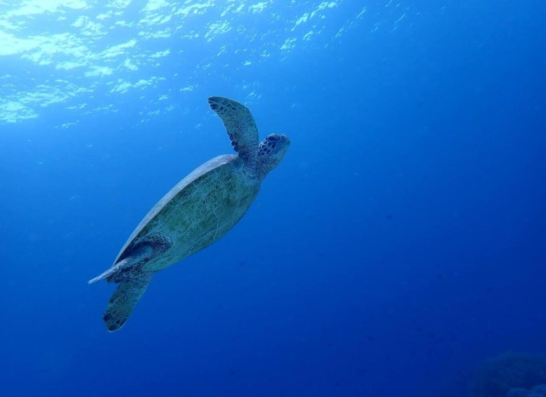 A sea turtle swimming underwater. 4