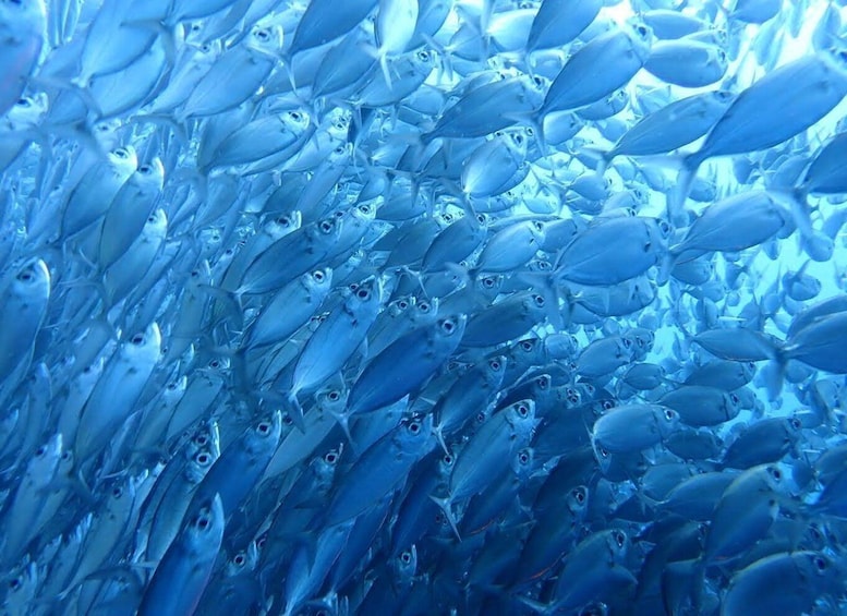A school of blue fish swimming in unison. 3
