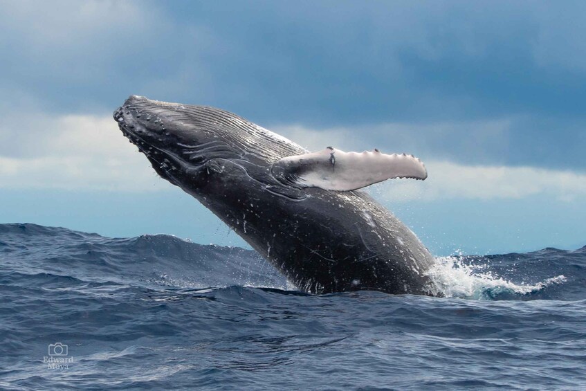 A whale breaching with its mouth open in the ocean. 1