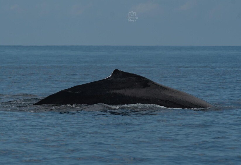 A large whale breaching the ocean surface. 4