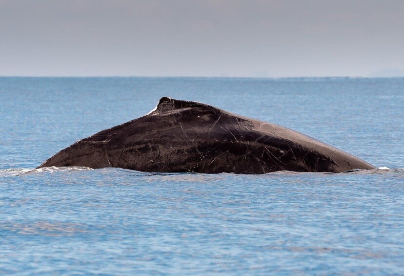 A whale breaching the ocean surface. 5