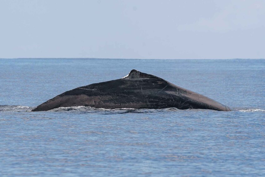 A whale breaching the ocean surface. 3