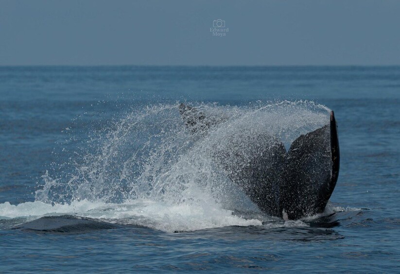A whale breaching with water splashing around. 2