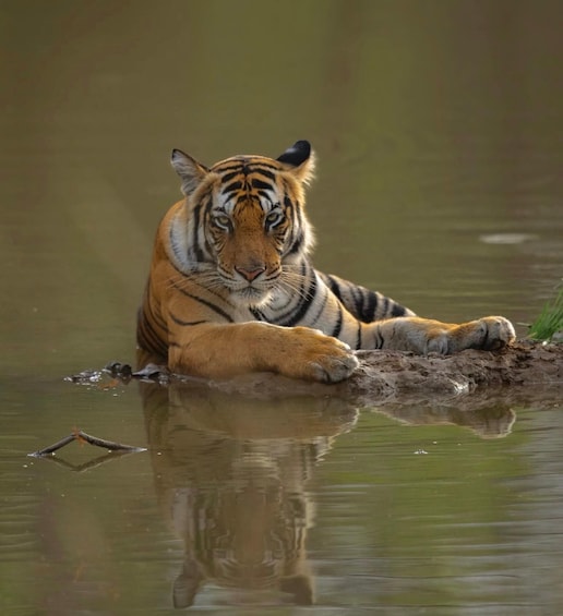 Ranthambore Tiger Safari – Private or Shared Gypsy & Canter 1