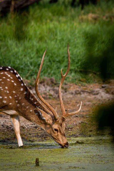 A deer with spotted fur and large antlers drinking water from a pond. 2