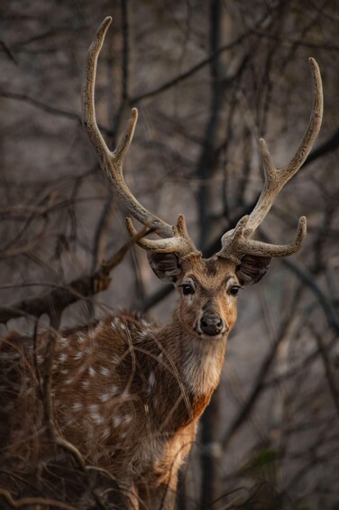 A deer with large antlers standing in a forest. 3