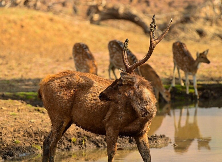 A stag with antlers standing by a water body with other deer in the background. 5