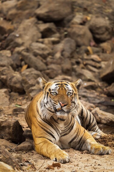 A tiger lying on the ground with rocks and dry leaves around. 4