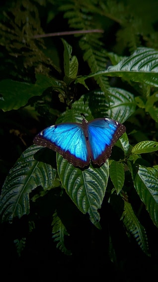 A blue butterfly on a leaf. 5