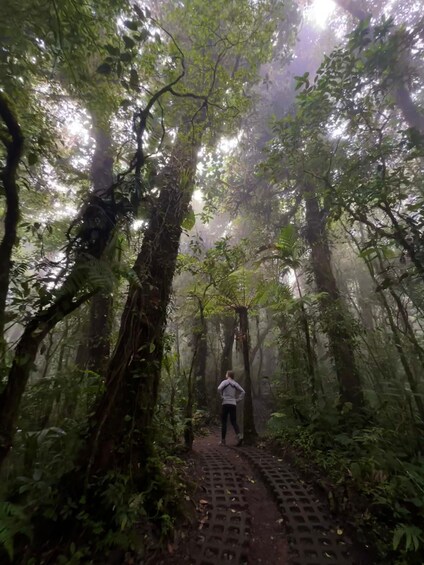 A person standing on a forest path surrounded by tall trees and dense foliage. 1