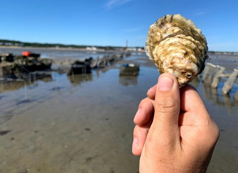 Picture 5 for Activity Plymouth: Oyster Farm Boat Tour with Tasting 5