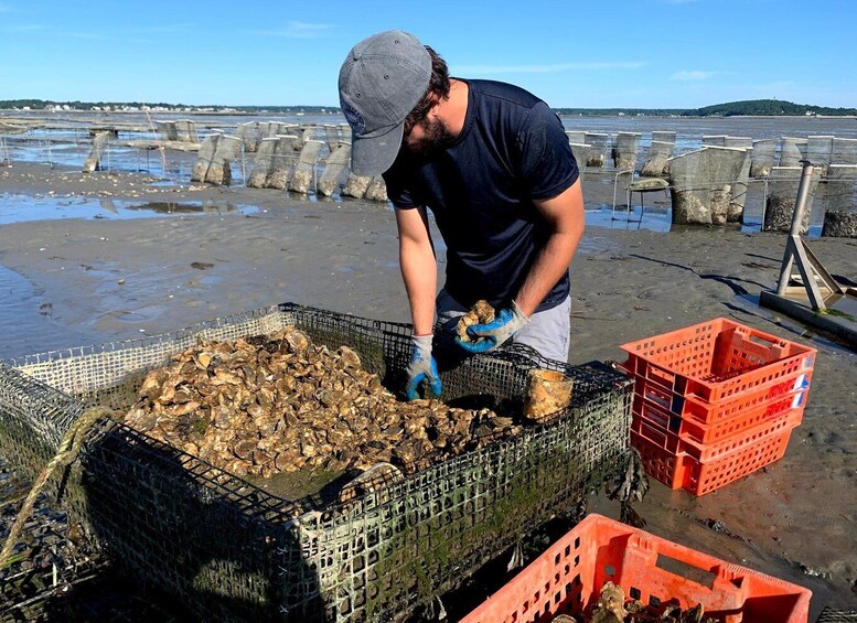 Picture 1 for Activity Plymouth: Oyster Farm Boat Tour with Tasting 3