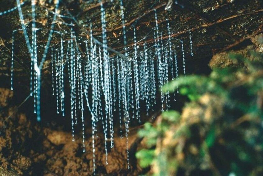 Icicles hanging from a tree branch. 2