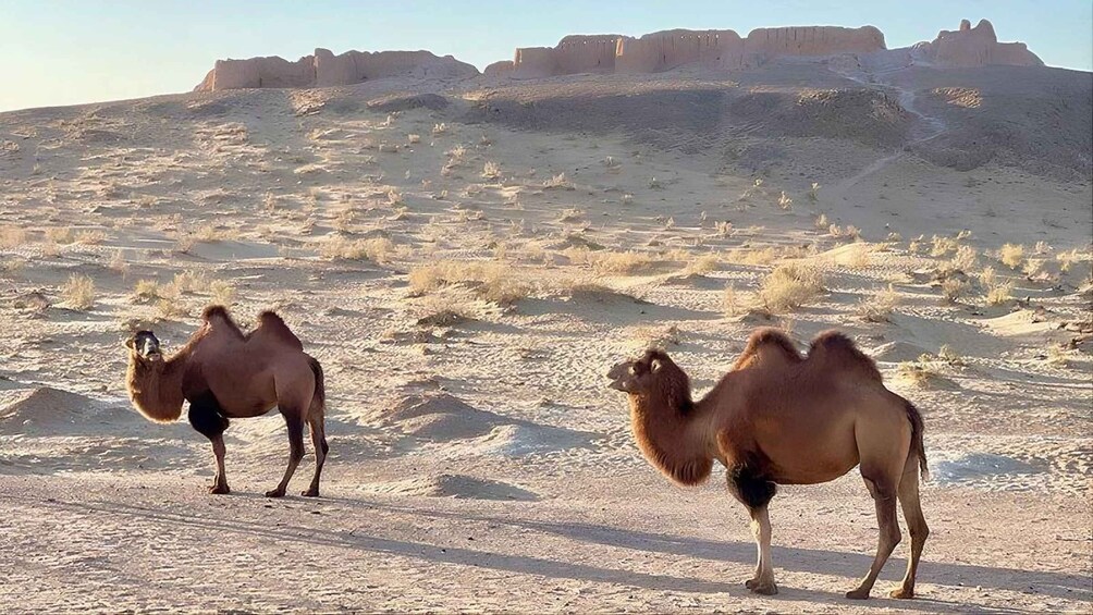 Daytrip from Khiva to six ancient fortresses 1