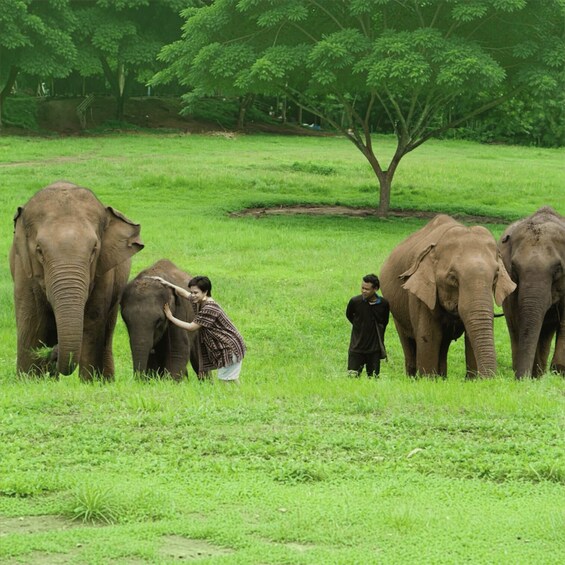 Chiang Mai: Ethical Elephant Sanctuary Half-Day Experience 1