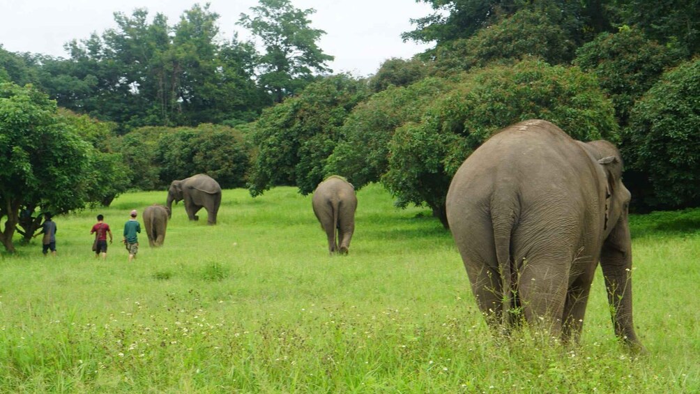 Picture 7 for Activity Chiang Mai: Ethical Elephant Sanctuary Half-Day Experience 3