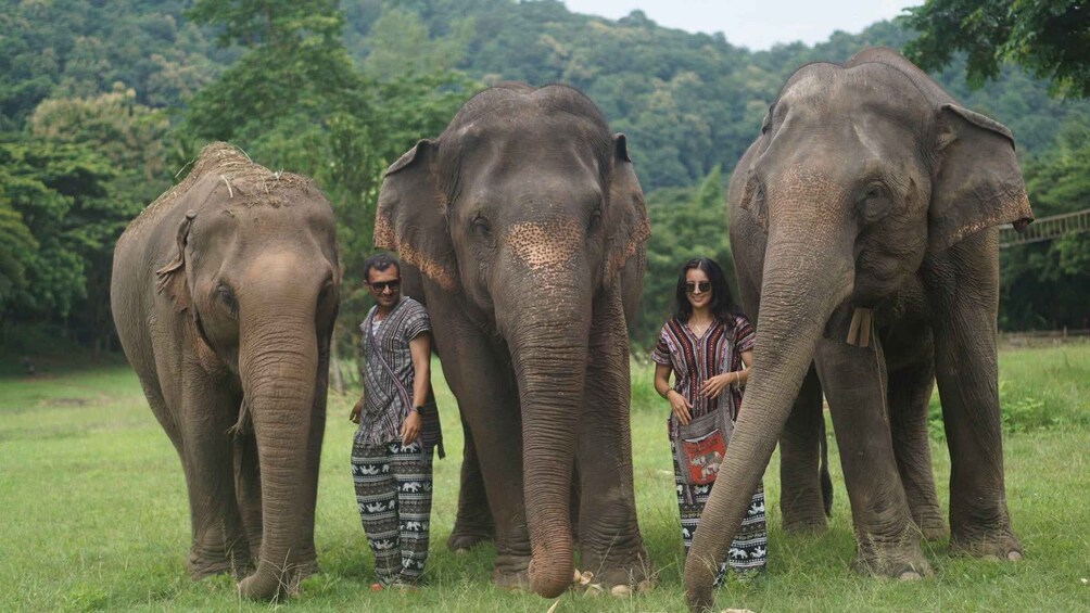 Picture 16 for Activity Chiang Mai: Ethical Elephant Sanctuary Half-Day Experience 4