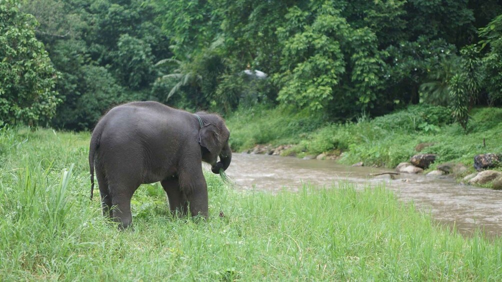 Picture 11 for Activity Chiang Mai: Ethical Elephant Sanctuary Half-Day Experience 2