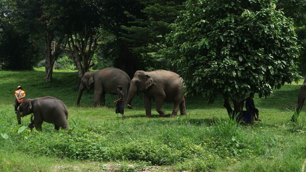 Picture 8 for Activity Chiang Mai: Ethical Elephant Sanctuary Half-Day Experience 5