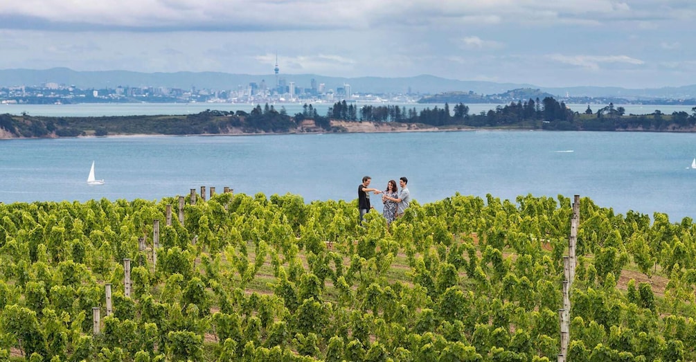 Picture 13 for Activity Auckland: Waiheke Island Luxury Experience Private Tour 4