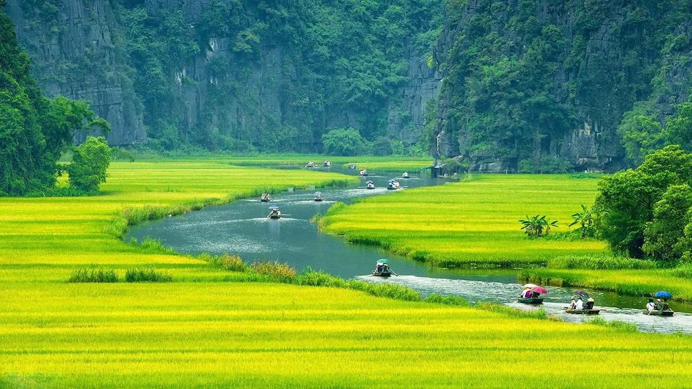 A river winding through lush green rice paddies with people paddling boats. 3