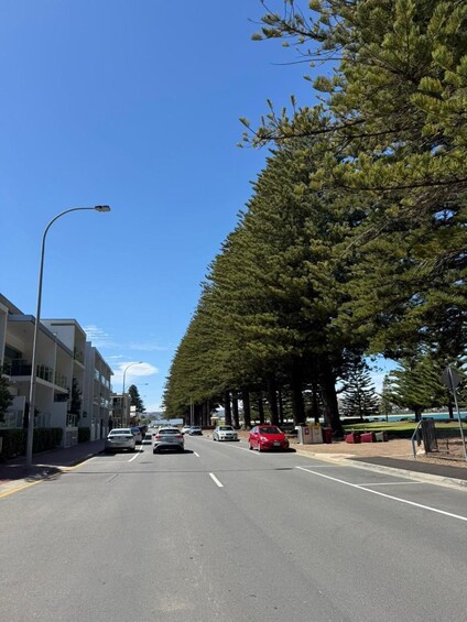 A street lined with tall trees and parked cars. 5