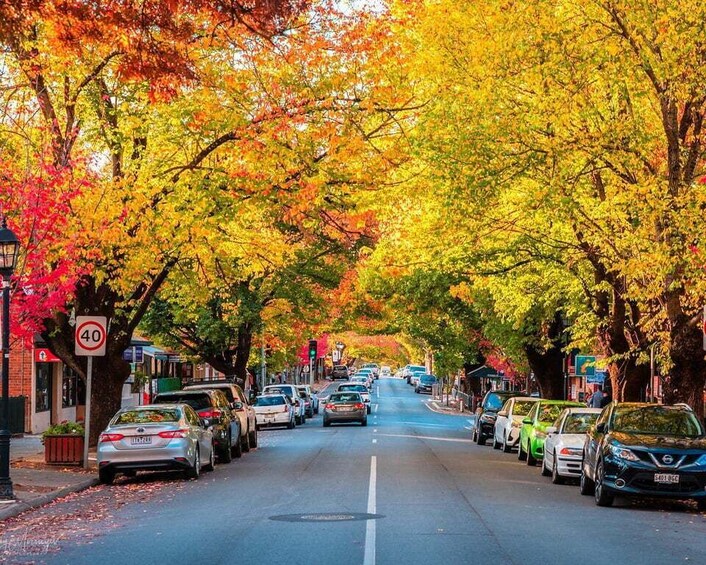 A tree-lined street with parked cars and a speed limit sign. 5