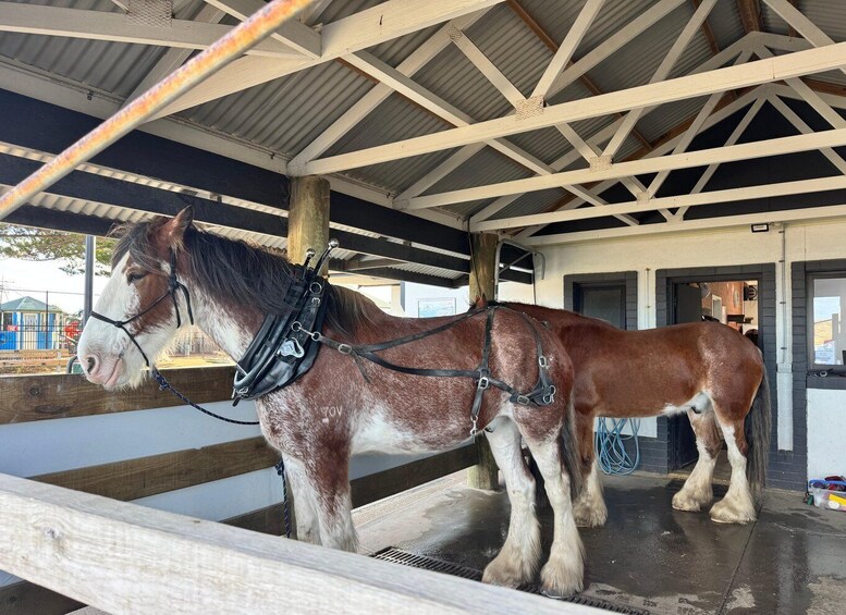 A horse stable with two horses, one with a bridle and one without. 4