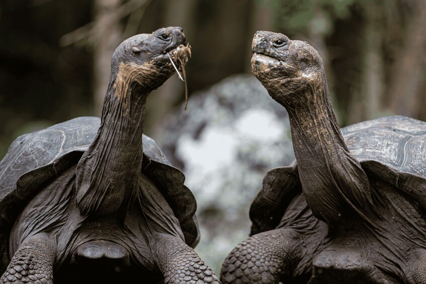 Two large tortoises with textured shells and rough skin. 4