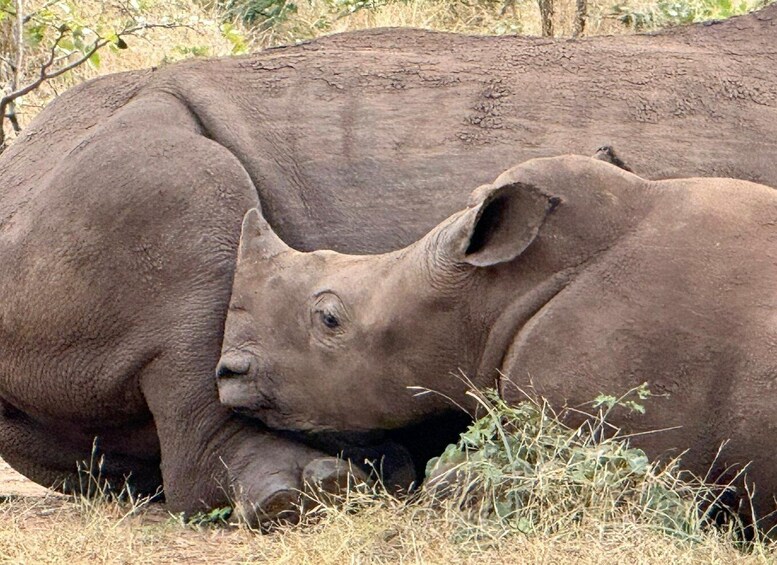 Picture 14 for Activity Livingstone: Game Drive and rhino walk 2