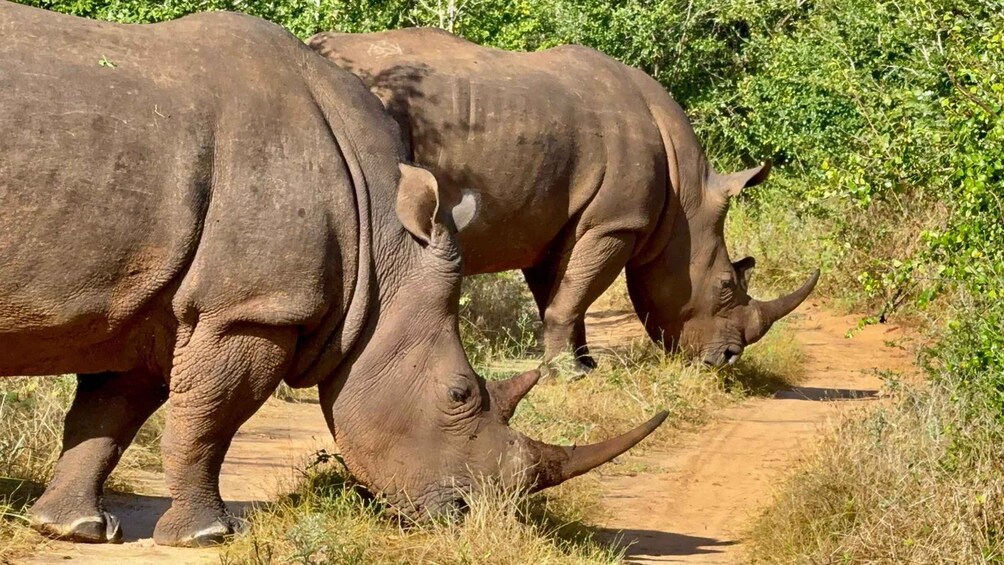 Picture 10 for Activity Livingstone: Game Drive and rhino walk 4