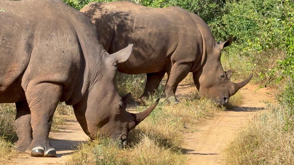 Picture 15 for Activity Livingstone: Game Drive and rhino walk 3