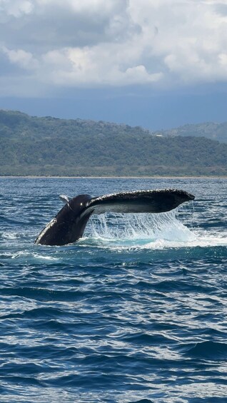 Picture 9 for Activity Marino Ballena National Park: Watching Whales and Dolphins 2
