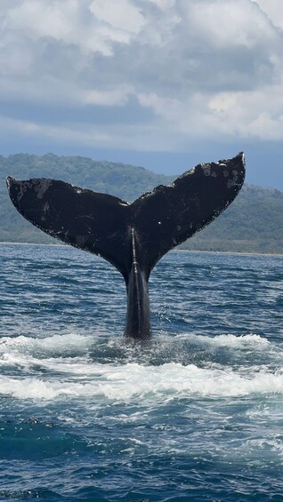 Picture 9 for Activity Marino Ballena National Park: Watching Whales and Dolphins 4