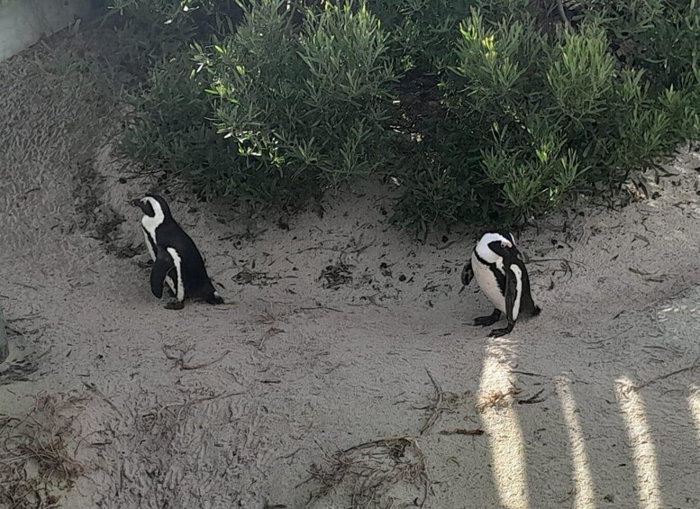 Kaksi pingviiniä hiekkarannalla, taustalla vihreää kasvillisuutta. 4