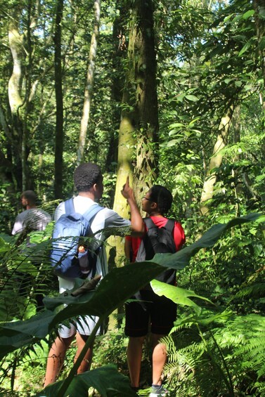 Two people hiking in a forested area with dense foliage and trees. 3