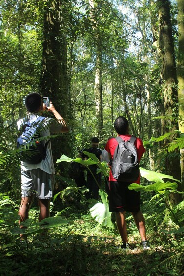 Two people hiking in a forest with dense foliage and tall trees. 5
