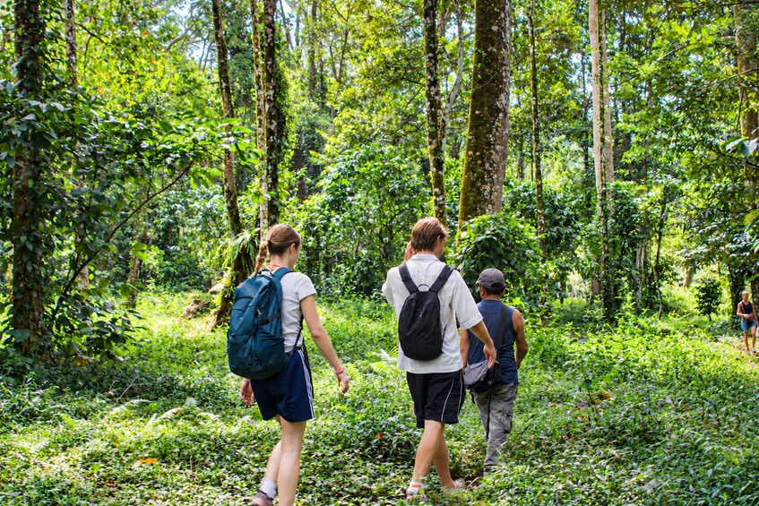 A group of people hiking through a dense forest with tall trees and thick underbrush. 2