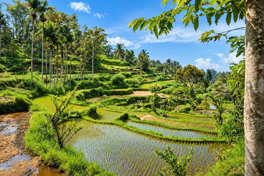 Terraced rice fields, a small pond, and a variety of tropical vegetation. 3