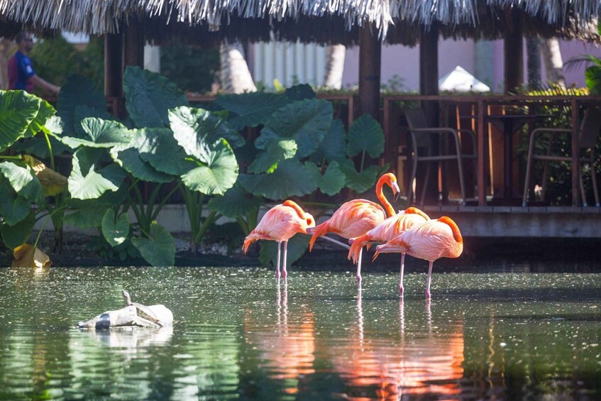 Flamingos standing in water with a thatched roof structure in the background. 1