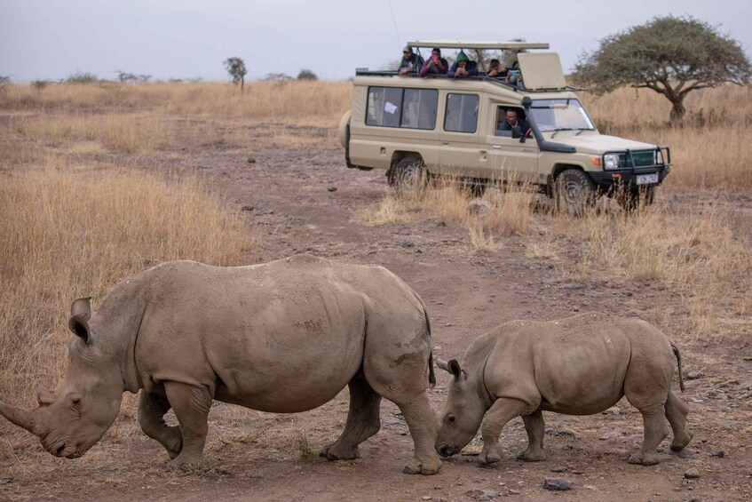 A safari vehicle with passengers observing two rhinos on a dry, grassy terrain. 3